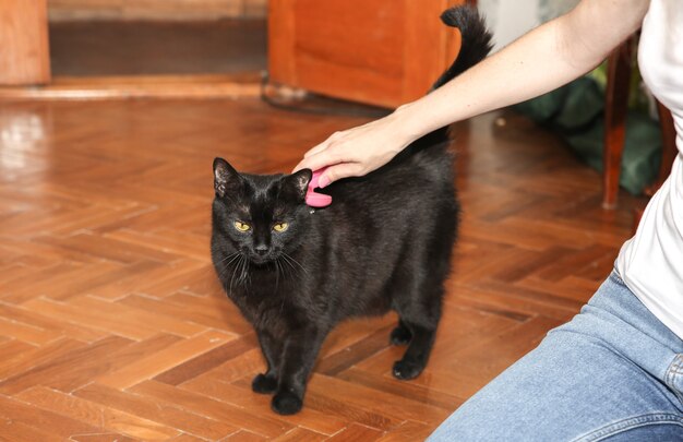 Mulher está escovando o gato preto. Cuidar de animais de estimação. Derramamento de peles. Animal feliz.