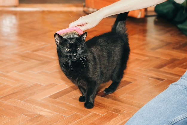 Mulher está escovando o gato preto. Cuidar de animais de estimação. Derramamento de peles. Animal feliz.