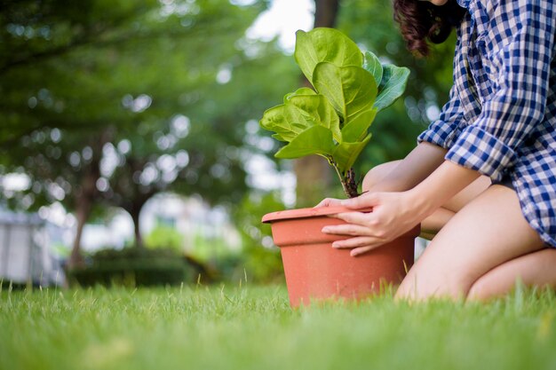 Mulher está plantando a árvore no jardim