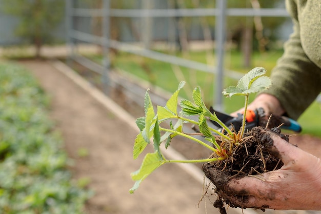 Mulher está plantando mudas de morangos Trabalho de jardinagem Vida no campo Fazenda ecológica