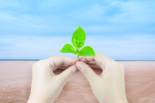 Mulher está segurando broto de planta jovem isolado no mar e areia no fundo da paisagem naturalConceito de responsabilidade social e ambiental corporativa