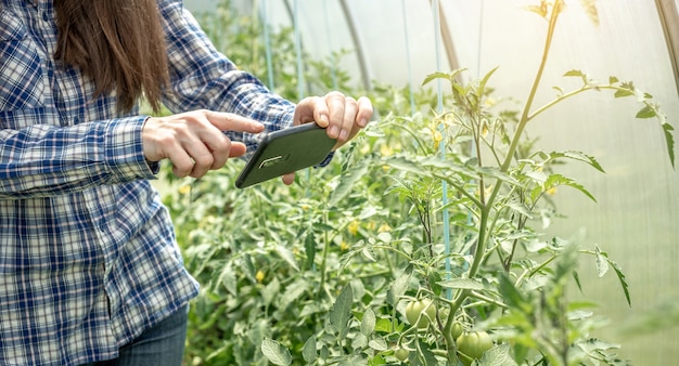 Mulher está tirando fotos dos primeiros frutos verdes de tomate em uma estufa com uma câmera de telefone.