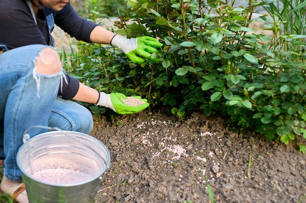 Mulher fertilizando canteiro de flores com fertilizantes minerais granulados roseira com botões