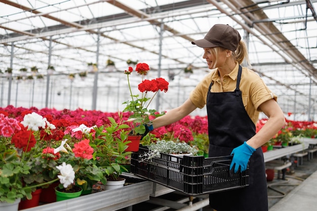 Mulher florista empilhando flores em uma caixa de plástico enquanto trabalhava em uma estufa