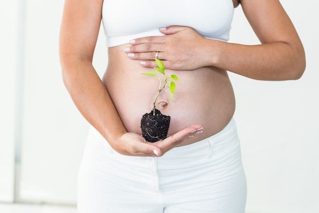 Mulher grávida que toca seu estômago enquanto segura a planta