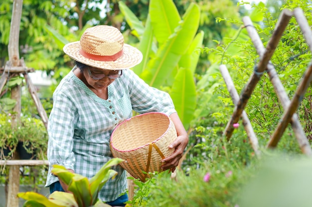 Mulher idosa asiática vive em casa Segure uma cesta tecida para coletar legumes no jardim para usar para cozinhar O conceito de vida dos idosos na idade da aposentadoria cuidados de saúde