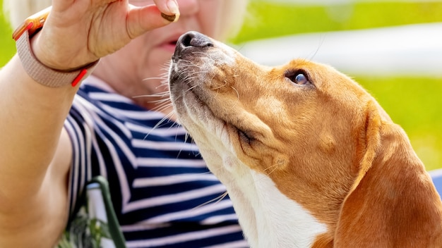 Mulher idosa com as mãos alimentando o cachorro