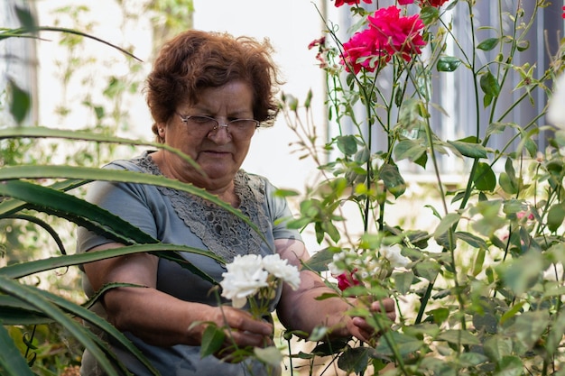 Mulher idosa cuidando de rosas