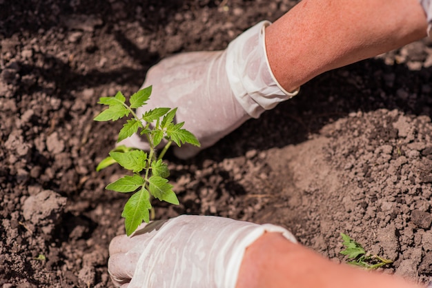 Mulher idosa planta jovens mudas de tomate em uma cama