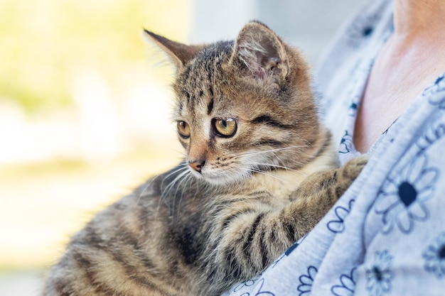 Mulher idosa segurando um pequeno gatinho listrado cuidando de animais