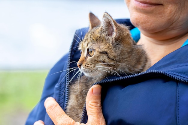 Mulher idosa segurando um pequeno gatinho listrado, um gatinho nos braços de uma mulher