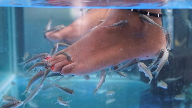 Mulher indiana imergiu a perna no tanque de peixes para desfrutar de spa ou pedicure de pés ou tratamento de cuidados com a pele com peixes Rufa Garra médico peixe Nibble fish e Kangal fish