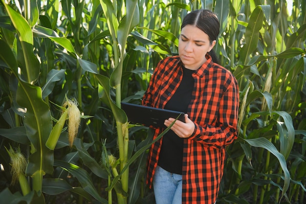 Mulher inteligente agricultora agrônoma usando tablet digital para examinar e inspecionar o controle de qualidade da colheita de milho Tecnologias modernas em gestão agrícola e agronegócio