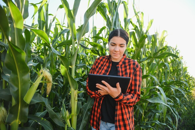 Mulher inteligente agricultora agrônoma usando tablet digital para examinar e inspecionar o controle de qualidade da colheita de milho Tecnologias modernas em gestão agrícola e agronegócio