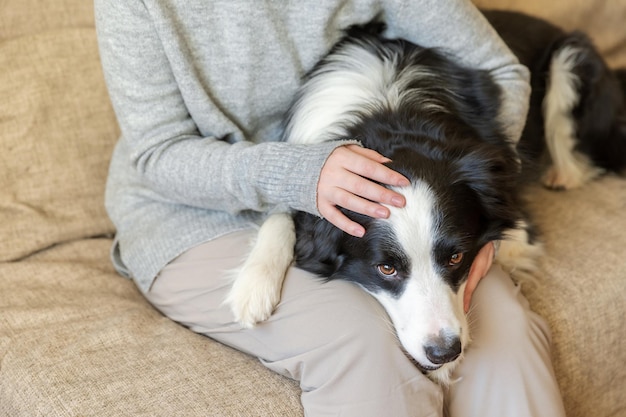 Mulher irreconhecível brincando com filhote de cachorro bonito cão border collie no sofá em casa dona de casa menina st.