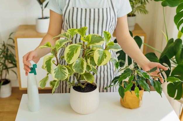 Foto mulher irreconhecível no avental com plantas de casa em casa primavera para cuidar e regar plantas