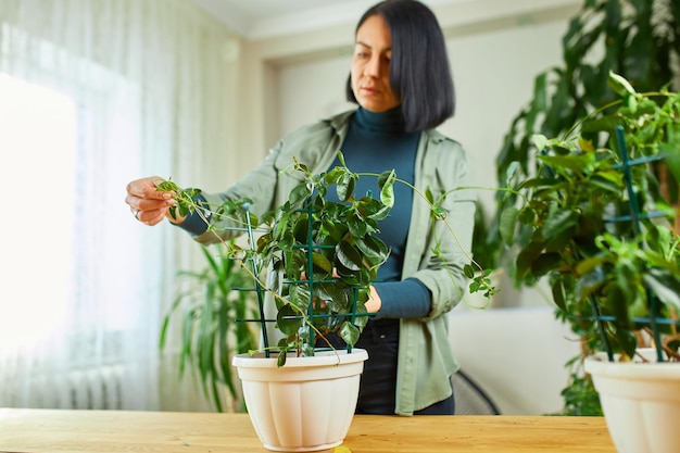 Mulher jardineira cuidando da planta de casa mandevilla em casa