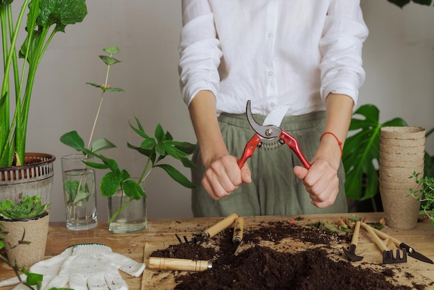 Mulher jardineira envasando uma nova planta e Repotting pot para o conceito de cuidado de plantas de plantas de casa