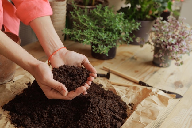 Mulher jardineira envasando uma nova planta e Repotting pot para o conceito de cuidados de plantas de casa