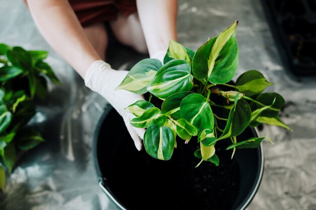 Mulher jardineira regando planta de casa em casa verde