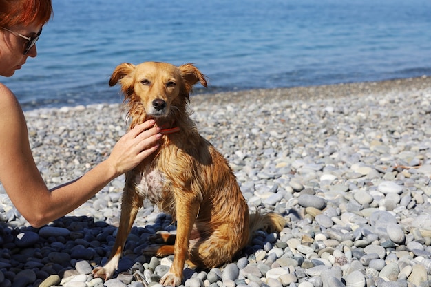 Mulher jovem acariciando o pescoço de um cachorro ruivo em uma praia de seixos que olha para a câmera