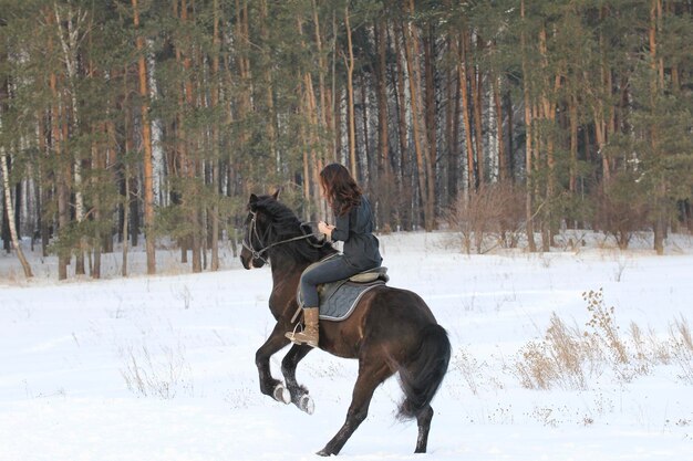 Mulher jovem cavalgando em um cavalo preto em um campo de neve, foto de teleobjetiva