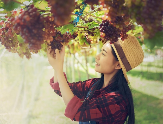 Mulher jovem colhendo uvas na vinha