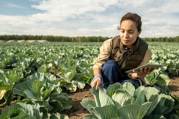 Mulher jovem com tablet cuidando do cultivo de repolho