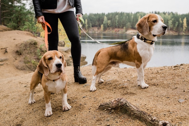 Mulher jovem em jeans skinny pretos e jaqueta de couro segurando coleiras de dois filhotes beagle fofos durante o frio à beira do lago