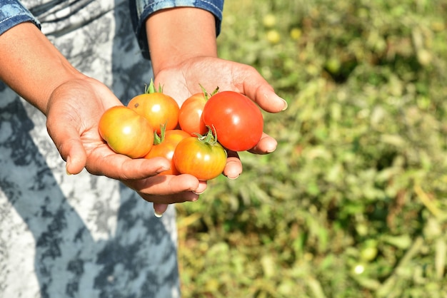 Mulher jovem feliz colhendo ou examinando tomates frescos em uma fazenda ou campo orgânico