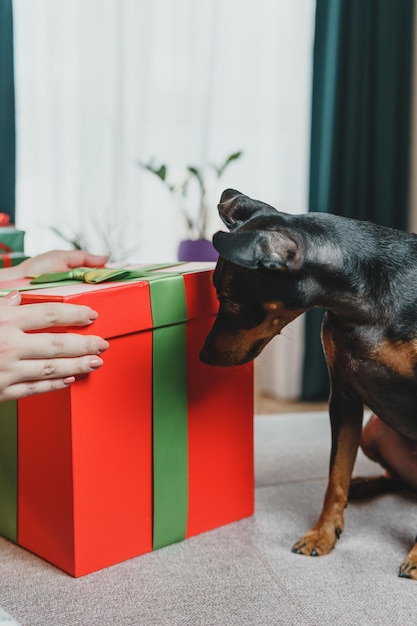 Mulher jovem feliz dando presente para seu cachorro de uma caixa de presente