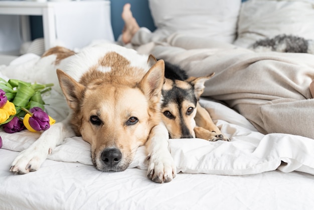 Mulher jovem feliz deitada na cama com os cachorros, fundo de parede azul