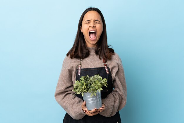 Mulher jovem morena de raça mista segurando uma planta sobre uma parede azul isolada, gritando para a frente com a boca aberta.