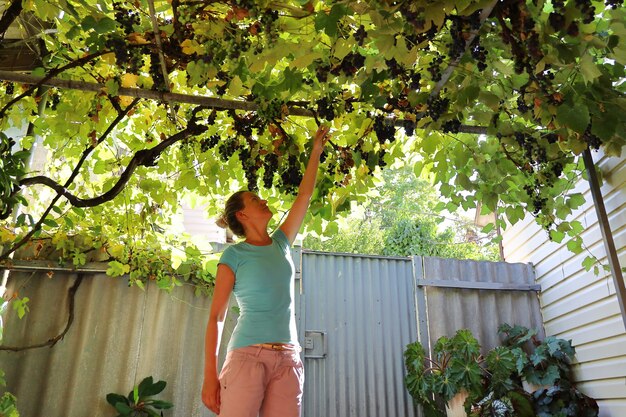 Mulher jovem tenta alcançar os galhos da videira acima do quintal para colher algumas uvas