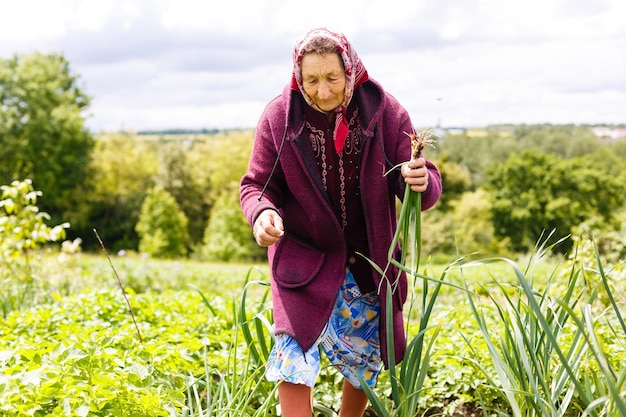 Mulher mais velha aposentada colhendo legumes de seu jardim.