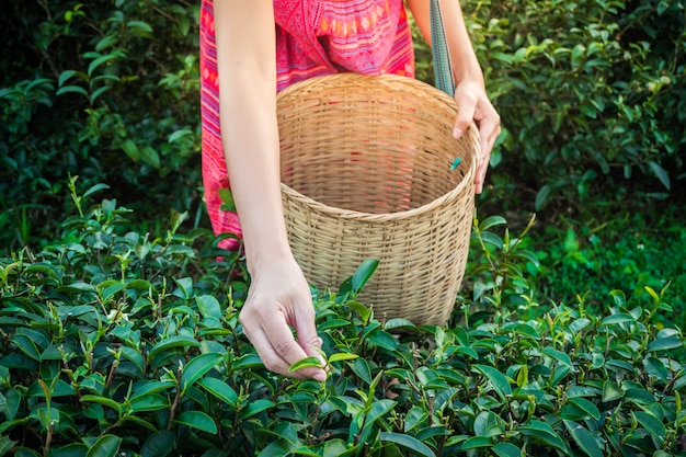 Mulher, mãos, segurando, jovem, chá verde, folhas, ligado, colina, a, manhã, com, raio amanhecer