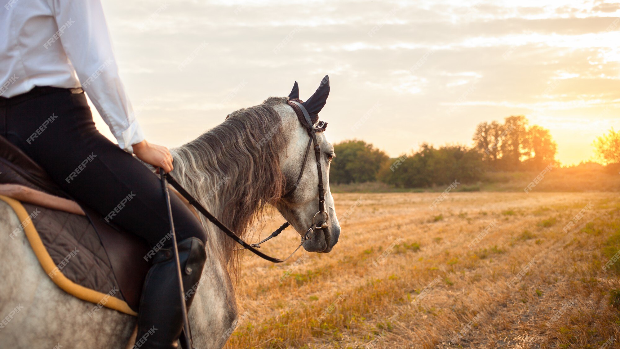 Garota Equestre Pulando Obstáculo Com Cavalo Cinza-maçã Imagem de