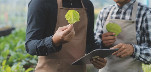 Foto mulher na fazenda de vegetais hidropônicos cultiva vegetais hidropônicos por atacado em restaurantes e supermercados vegetais orgânicos novas gerações cultivando vegetais no conceito de hidroponia