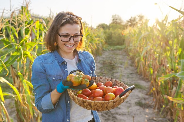 Mulher na horta com cesto com colheita de tomates vermelhos maduros. Mulher madura como passatempo, jardinagem, cultivo de tomates orgânicos, alimentação natural saudável, espaço de cópia