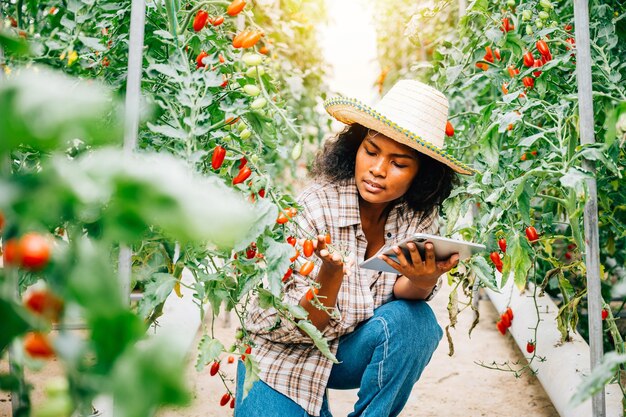 Mulher negra fazendeira usa um tablet digital para inspecionar tomates