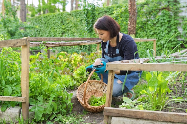 Mulher no jardim em pequena estufa cortando ervas de rúcula salada