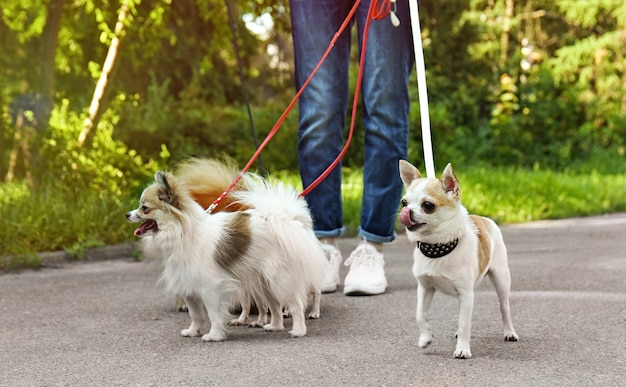 Mulher passeando com cachorros no parque