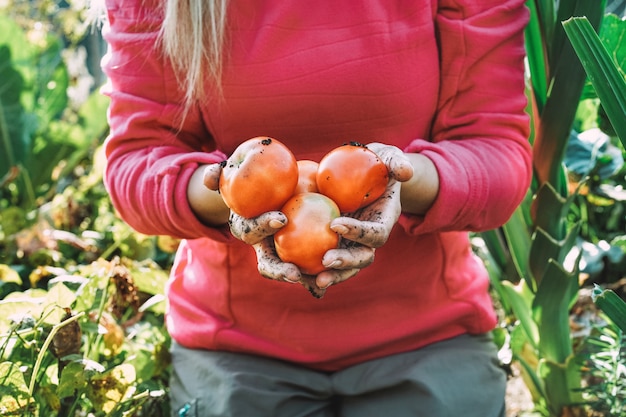 Mulher pegando tomates orgânicos para o mercado local na vila ecológica