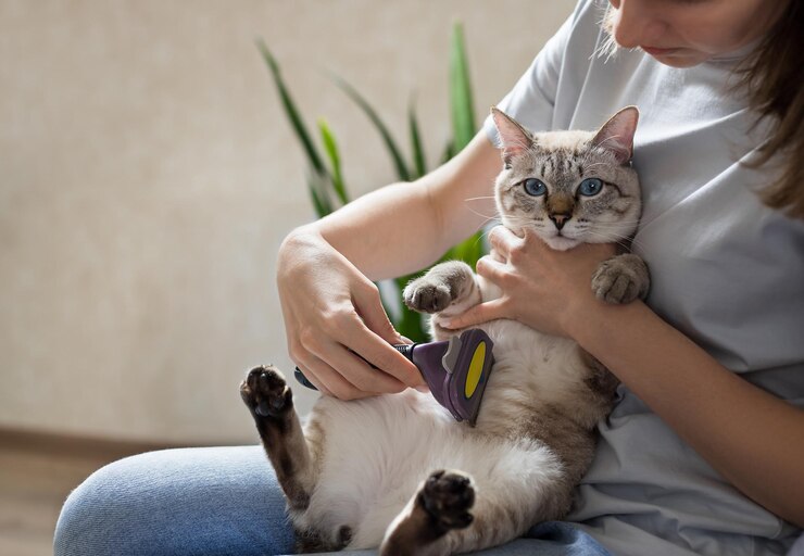 Mulher penteando gato malhado fofo com pincel em casa