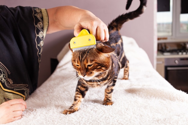 Mulher penteando seu gato de bengala