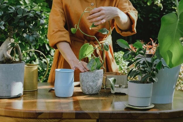 Mulher planta mudas de epipremnum em vaso de flores no jardim do quintal Jardinagem de contêineres