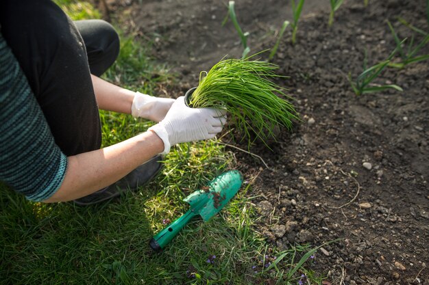 Mulher plantando cebolinha em seu enorme jardim durante a adorável primavera, conceito de jardinagem