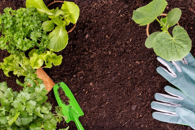 Mulher plantando mudas jovens de salada de alface na horta.