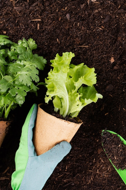 Mulher plantando mudas jovens de salada de alface na horta.