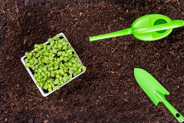 Mulher plantando mudas jovens de salada de alface na horta.